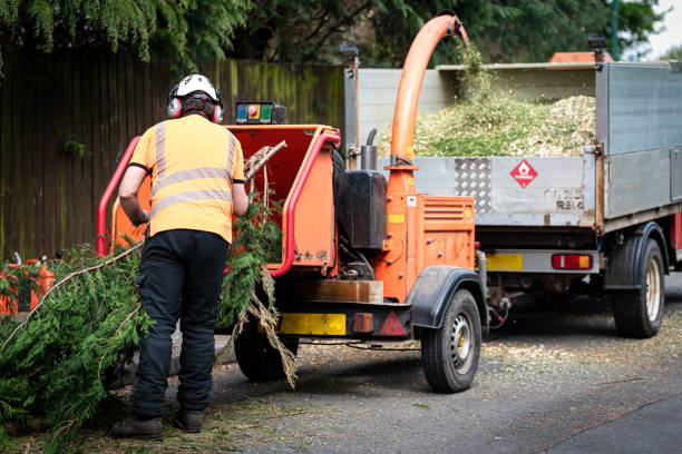 Best Residential Tree Removal  in Crescent City, CA